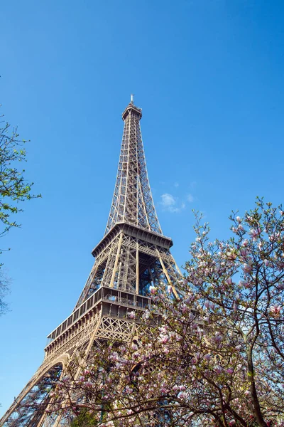 Eiffeltornet Och Blommande Magnolia — Stockfoto