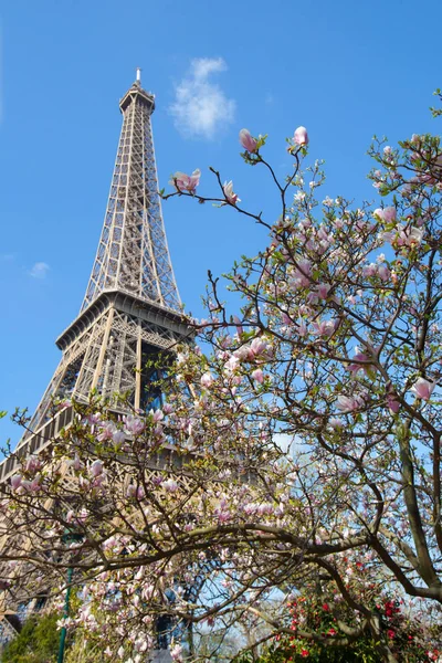 Blommande Magnolia Paris Våren — Stockfoto