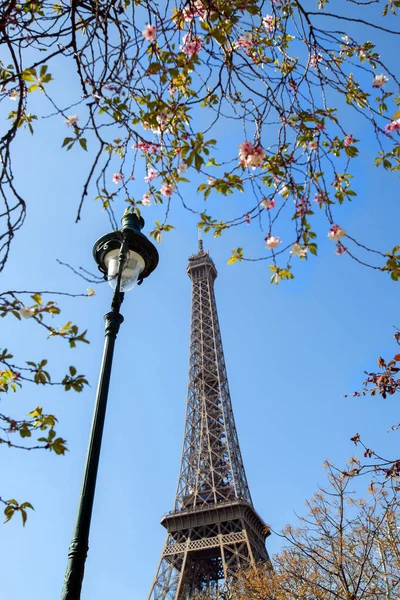 Uma Magnólia Florescente Paris França — Fotografia de Stock