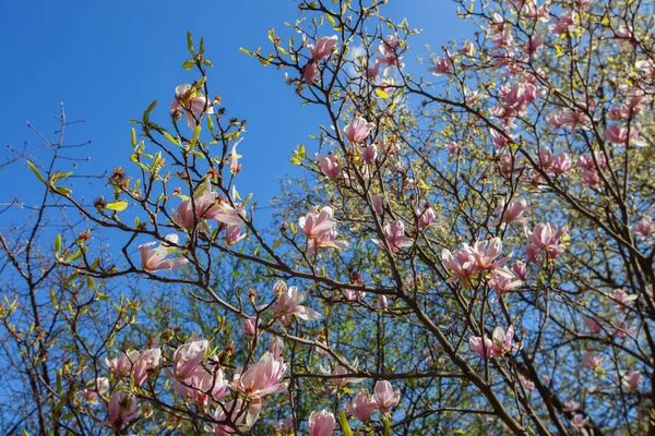 Rami Fioriti Albero Magnolia — Foto Stock