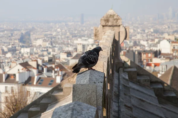 Pigeon Roof Basilica Sacred Heart Paris France — Stock Photo, Image