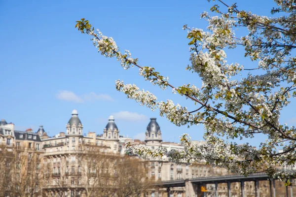 Blooming Branches Witn White Flowers Sunny Day Paris France — Stock Photo, Image