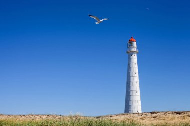 Seagull at the Tahkuna lighthouse in  sunny day on Hiiumaa island, Estonia clipart