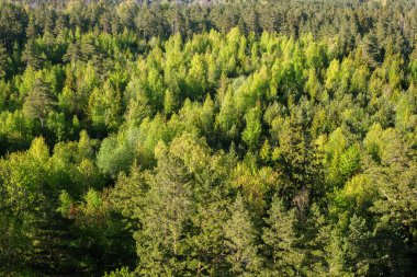 Bahar ormanının en üst manzarası