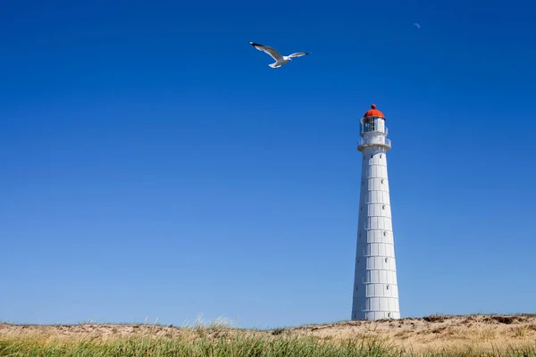Hiiumaa Adası, Estonya 'da güneşli bir günde Tahkuna deniz fenerinde martı.