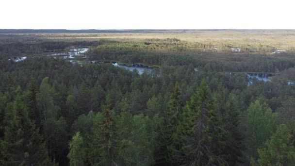 Vue de dessus d'un marais et d'une pinède en été, Estonie