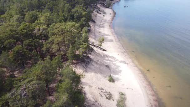 Vista superior de un bosque de pinos en la costa, Estonia — Vídeo de stock