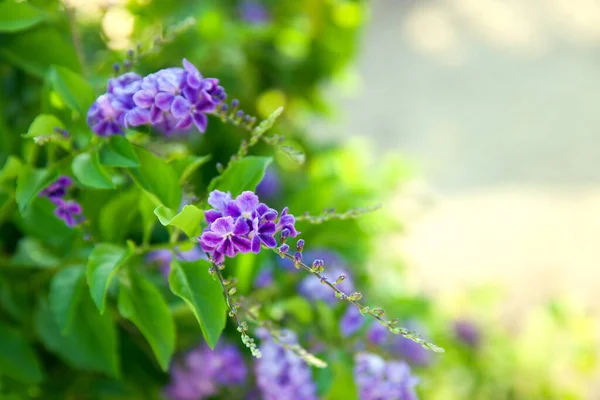 Natural Background Purple Flowers — Stock Photo, Image