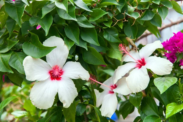 白いハイビスカスの花トルコ — ストック写真