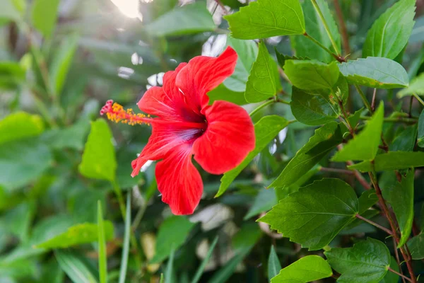 Czerwony Kwiat Hibiskusa Turley — Zdjęcie stockowe