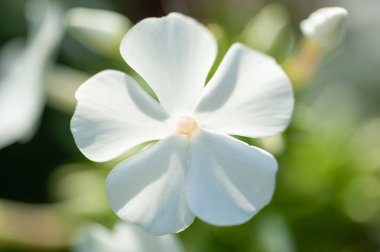  Yeşil çalıların arka planında beyaz fenox çiçeği