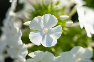  Yeşil çalıların arka planında beyaz fenox çiçeği