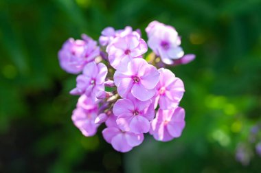  Yeşil çalıların arka planında mor fenox çiçeği