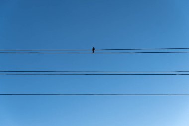  Bir kuş mavi gökyüzüne karşı kabloların üzerinde oturur.