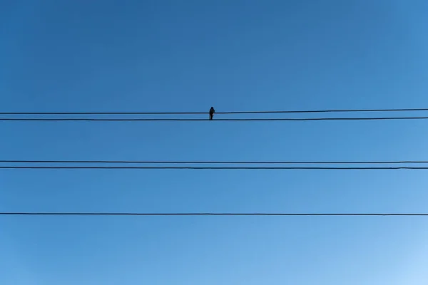 one bird sits on wires against a blue sky