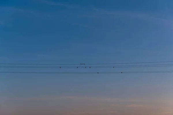Várias aves sentadas em fios contra um céu azul — Fotografia de Stock