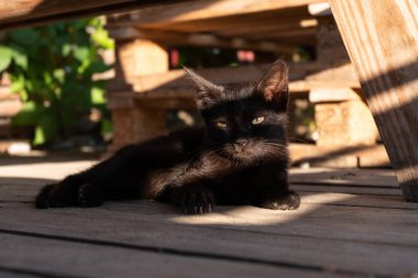  Siyah kedi yavrusu güneşli bir günde tahta zeminde yatıyor.