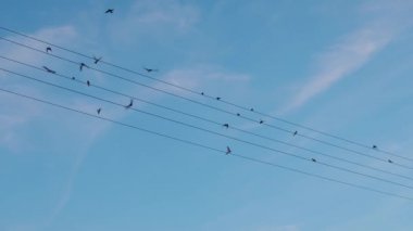  Kuşlar elektrik kablolarına oturur ve aniden uçarlar.