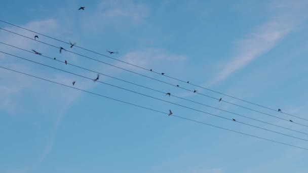 Πουλιά κάθονται σε ηλεκτρικά καλώδια και ξαφνικά πετούν μακριά — Αρχείο Βίντεο