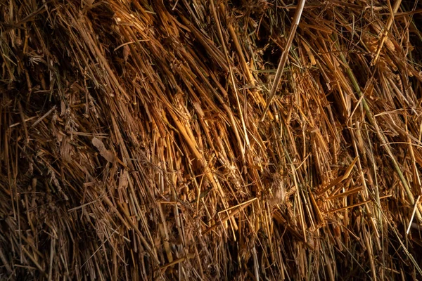 Achtergrond textuur droog gras hooi stro geel — Stockfoto