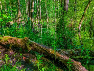 Szczecin 'de ormandaki göl