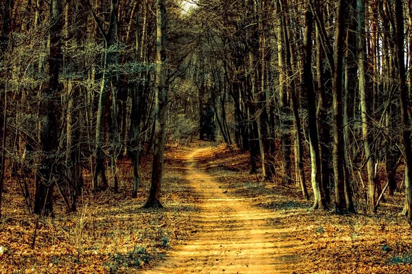 Camino Bosque Szczecin —  Fotos de Stock