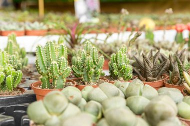 Kaktüsler ve succulents saksı içinde farklı türde