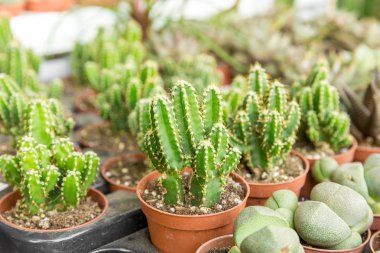 Kaktüsler ve succulents saksı içinde farklı türde