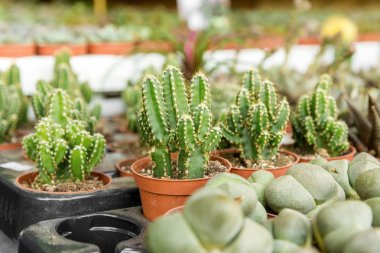 Kaktüsler ve succulents saksı içinde farklı türde