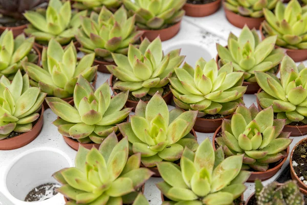 Kaktüsler ve succulents saksı içinde farklı türde
