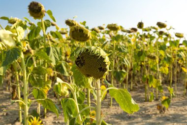 Güzel sahne alan mavi gökyüzü ve bulutlar ile parlak yaz gün, ayçiçeği, Helianthus annuus gündöndü kırpma için yemeklik yağ ve yenilebilir meyve olarak yetiştirilen karakavak büyük bir yıllık forb olduğunu..