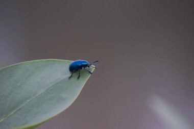 Chrysomelidae familyasındaki böcekler genellikle yaprak böcekleri olarak bilinir..