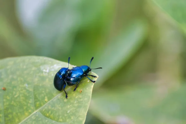 カブトムシ科の昆虫は一般的に葉甲虫として知られている — ストック写真