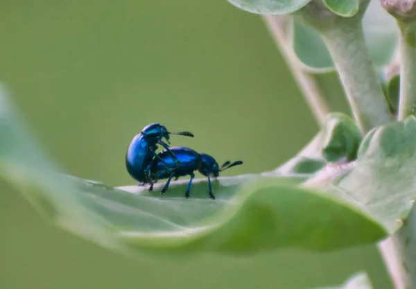 カブトムシ科の昆虫は一般的に葉甲虫として知られている — ストック写真
