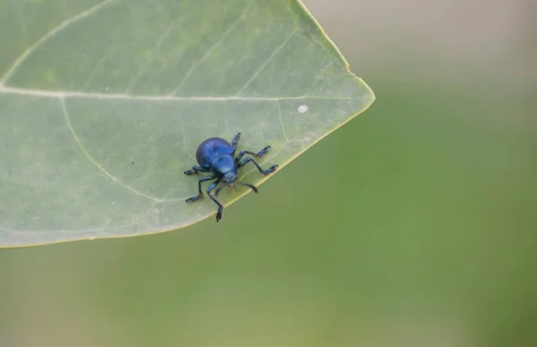 Chrysomelidae Zijn Een Familie Van Kevers Uit Orde Kevers Chrysomelidae — Stockfoto