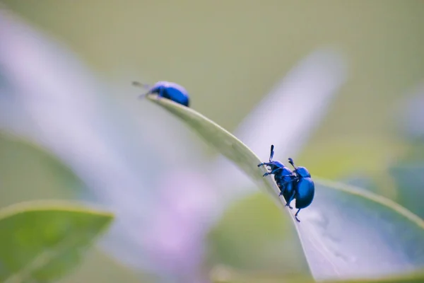 Owady Rodziny Chrząszczy Chrysomelidae Powszechnie Znane Jako Chrząszcze Liściaste — Zdjęcie stockowe