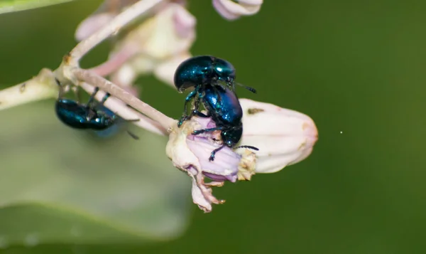 Die Insekten Der Käferfamilie Chrysomelidae Sind Gemeinhin Als Blattkäfer Bekannt — Stockfoto