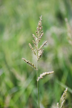 Yabani çiçek (yabani çiçek), yabani doğada yetişen, yani kasten tohum ekilmemiş veya ekilmemiş bir çiçektir..