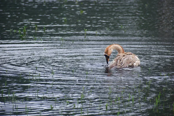 Canard Est Nom Commun Nombreuses Espèces Famille Des Anatidés Qui — Photo