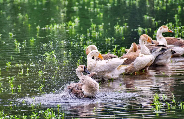 Ente Ist Der Gebräuchliche Name Für Zahlreiche Arten Der Wassergeflügelfamilie — Stockfoto