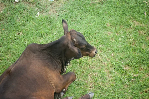 Bovinos Vacas Fêmeas Touros Machos São Tipo Mais Comum Grandes — Fotografia de Stock