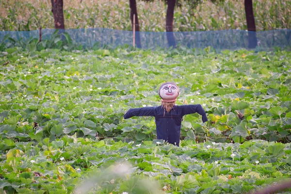 Korkuluk bir yem ya da mankendir. Genellikle insan kılığındadır..