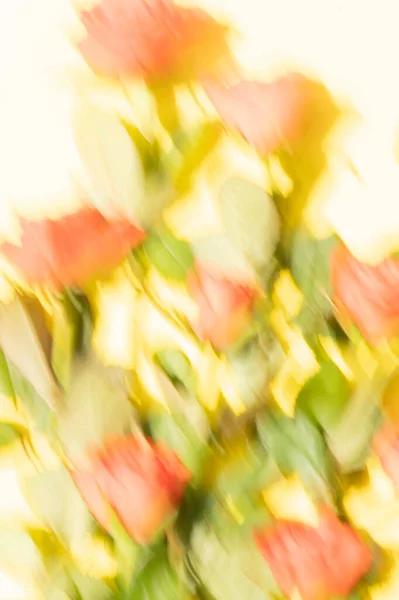 Korálové červené růže pohyb rozmazat abstraktní pozadí — Stock fotografie