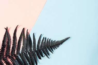 Mavi ve pembe renkli arkaplanda siyah eğreltiotu yaprağı.