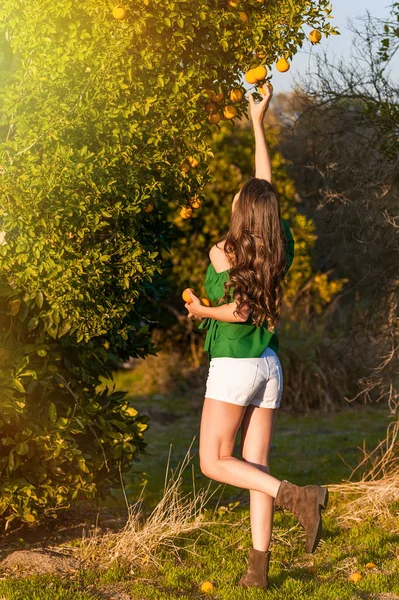 女性の若い 屋外夕暮れオレンジ果樹園でみかん狩り 幸福と健康的なライフ スタイルのコンセプト 肌や髪のケア概念 — ストック写真