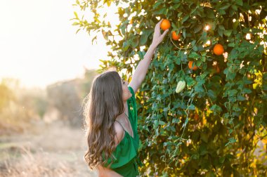 Portakal seçmek ve gülümseyen genç ve güzel kadın, açık havada bir portakal bahçesi nde günbatımı. Kavramı mutluluk ve sağlıklı yaşam konsepti, cilt ve saç bakımı.
