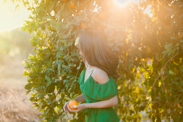 Happy Young Woman Outdoors Sunset Orange Orchard Smiling Picking Oranges — Stock Photo, Image