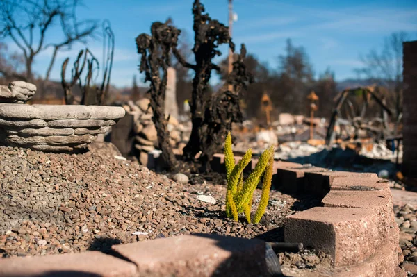 Pequeña Planta Verde Creciendo Después Del Desastre Del Fuego Destruido —  Fotos de Stock