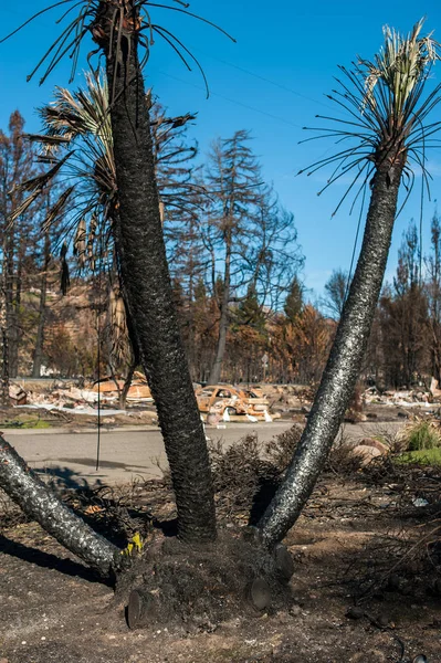 Égett Pálmafa Tűz Katasztrófa Után — Stock Fotó