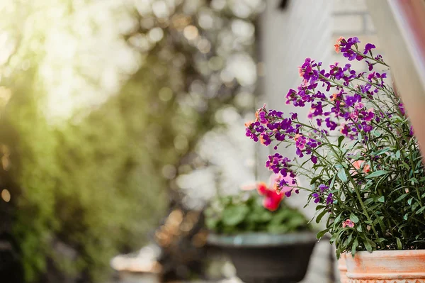 Bitkiler Çiçekler Merdivenlerde Tencere Ile Dekore Edilmiş Bir Tuğla Müstakil — Stok fotoğraf